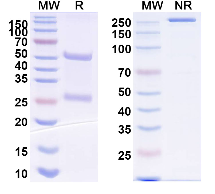 SDS-PAGE for InVivoMAb Anti-MERS-CoV RBD Antibody (m336)