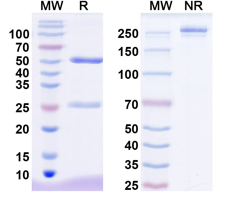 SDS-PAGE for InVivoMAb Anti-Mouse ANGPTL4 Antibody (4A8)