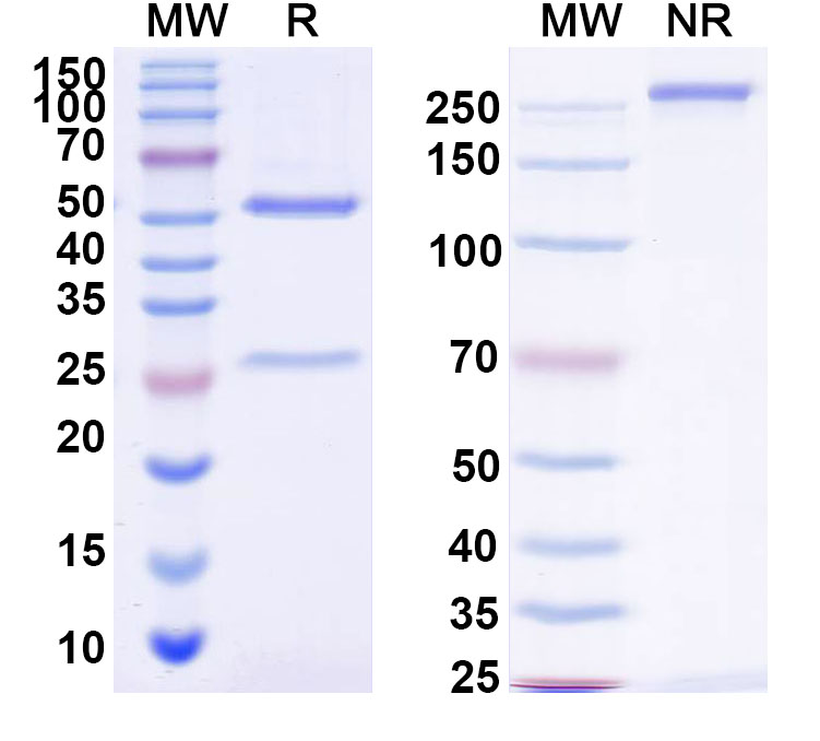 SDS-PAGE for InVivoMAb Anti-Mouse CD152/CTLA4 Antibody (9H10)