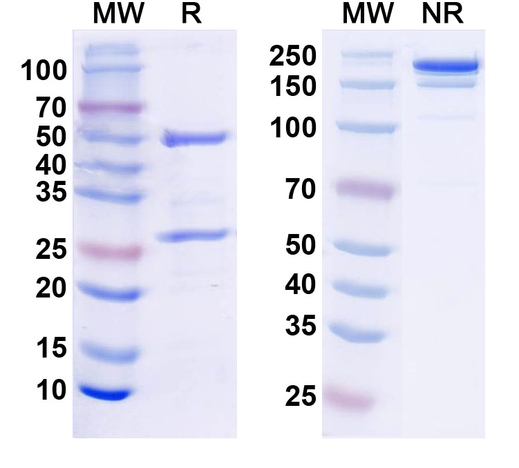 SDS-PAGE for InVivoMAb Anti-Mouse CD152/CTLA4 (Iv0047)