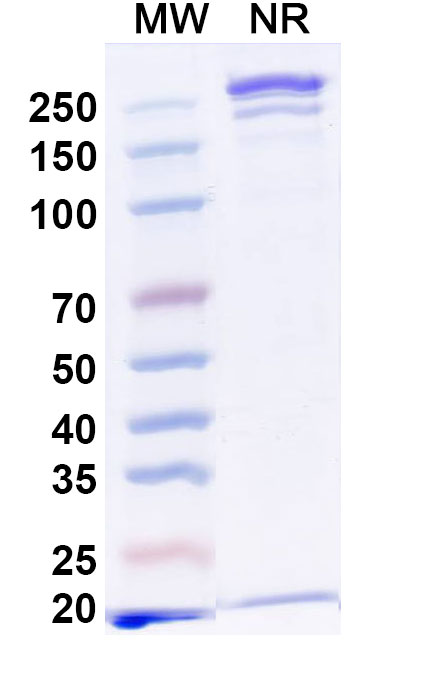 SDS-PAGE for InVivoMAb Anti-Mouse CD19 & CD3e Bispecific Antibody (Iv0224)