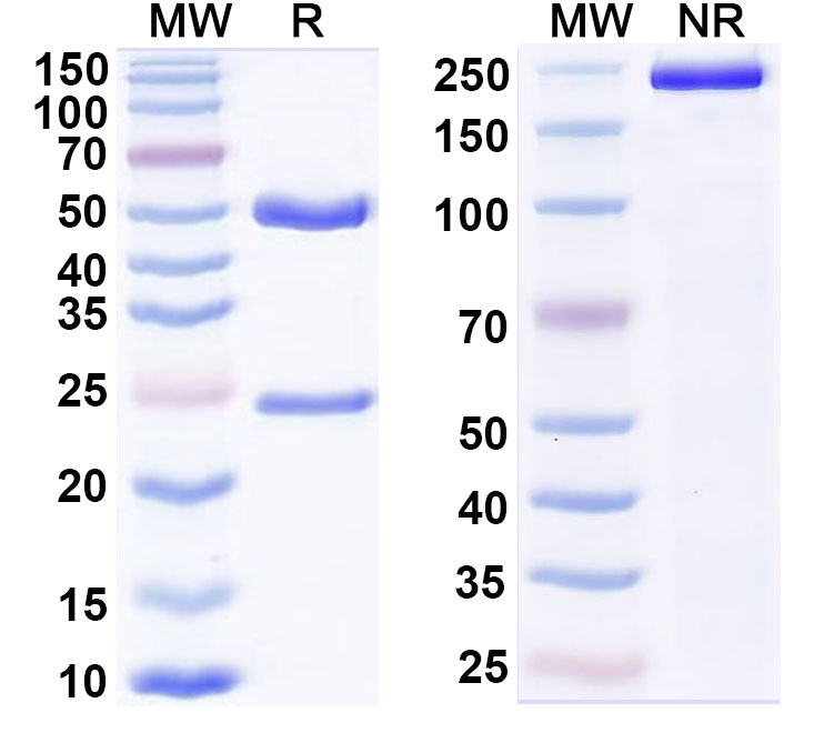 SDS-PAGE for InVivoMAb Anti-Mouse CD20 & CD3e Bispecific Antibody (Iv0225)
