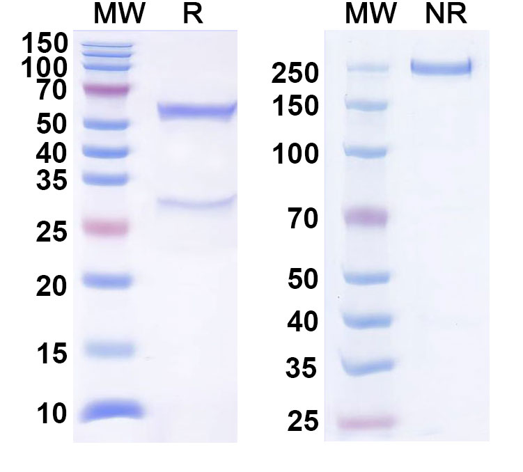 SDS-PAGE for InVivoMAb Anti-Mouse CD274/PD-L1/B7-H1 Antibody (10F.9G2) (D265A)