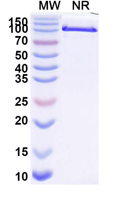 SDS-PAGE for InVivoMAb Anti-Mouse CD274/PD-L1/B7-H1 (Iv0040)