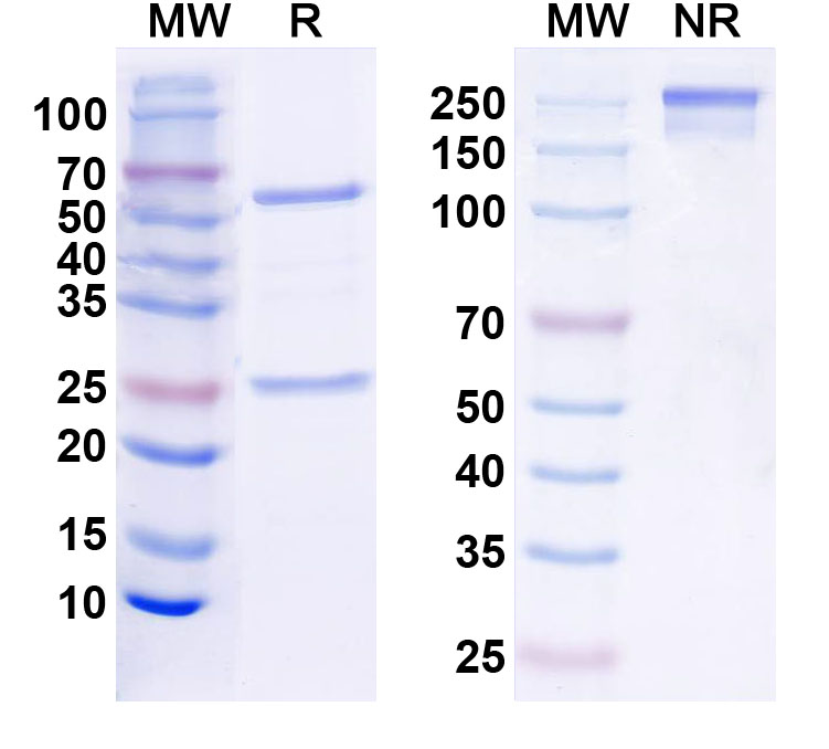 SDS-PAGE for InVivoMAb Anti-Mouse CD279/PDCD1/PD1 Antibody (RMP1-14) (D265A)