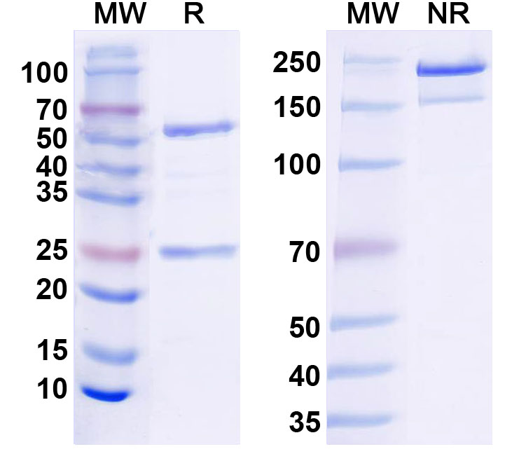 SDS-PAGE for InVivoMAb Anti-Mouse CD279/PDCD1/PD1 Antibody (RMP1-14)