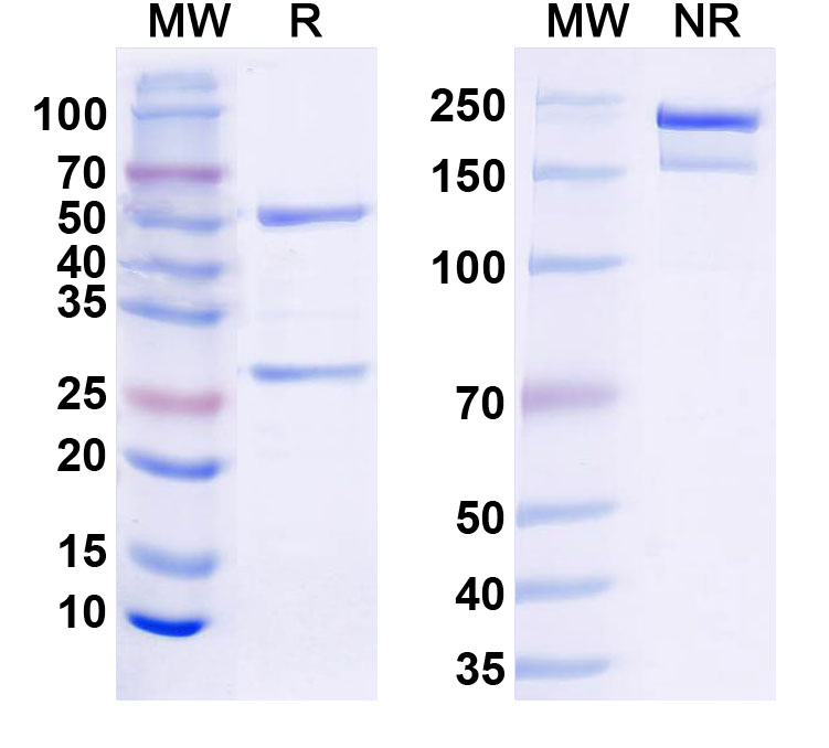 SDS-PAGE for InVivoMAb Anti-Mouse CD279/PDCD1/PD1 (Iv0010)