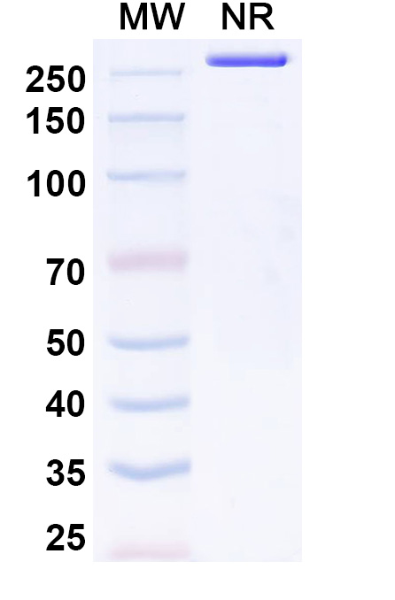 SDS-PAGE for InVivoMAb Anti-Mouse CD3E Antibody (145-2C11)