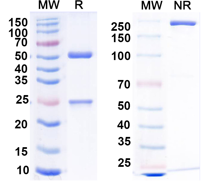 SDS-PAGE for InVivoMAb Anti-Mouse CTLA4 & OX40 Bispecific Antibody (Iv0227)