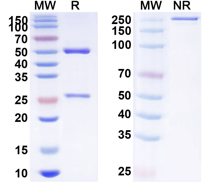 SDS-PAGE for InVivoMAb Anti-Mouse CTLA4 & PD-L1 Bispecific Antibody (Iv0226)