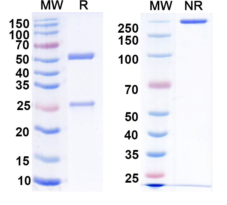 SDS-PAGE for InVivoMAb Anti-Mouse Gal-3/Galectin-3 Antibody (TB001)