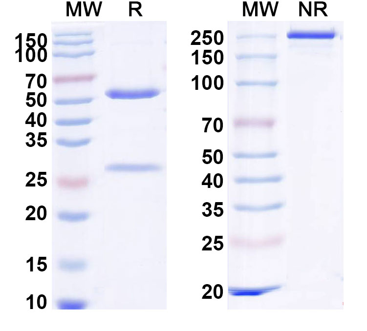 SDS-PAGE for InVivoMAb Anti-Mouse IL11 Antibody (Iv0284)