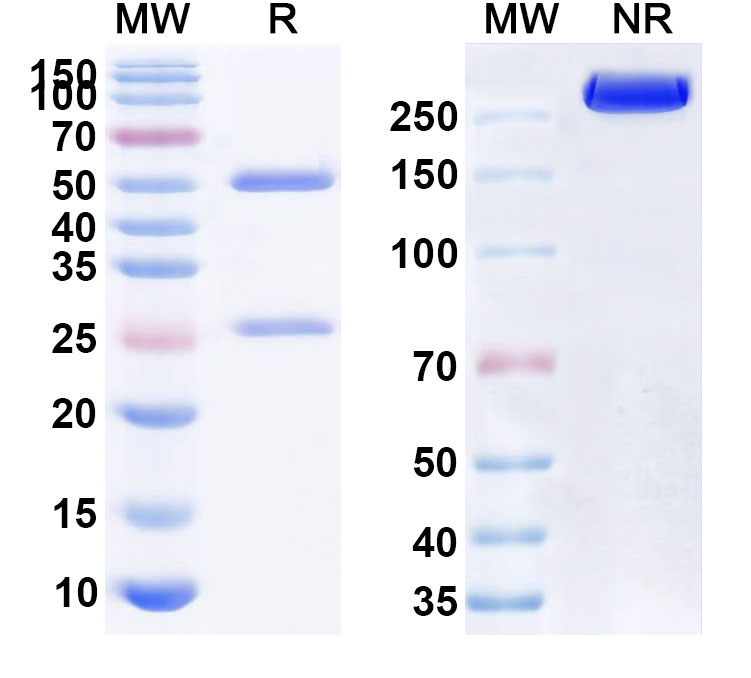 SDS-PAGE for InVivoMAb Anti-Mouse IL11RA Antibody (X209)