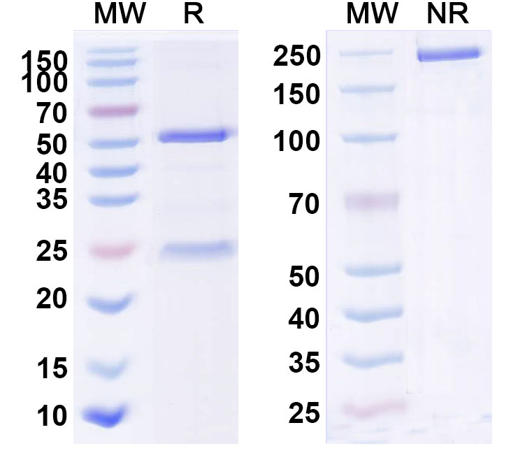 SDS-PAGE for InVivoMAb Anti-Mouse PD-1 & CD47 Bispecific Antibody (Iv0241)