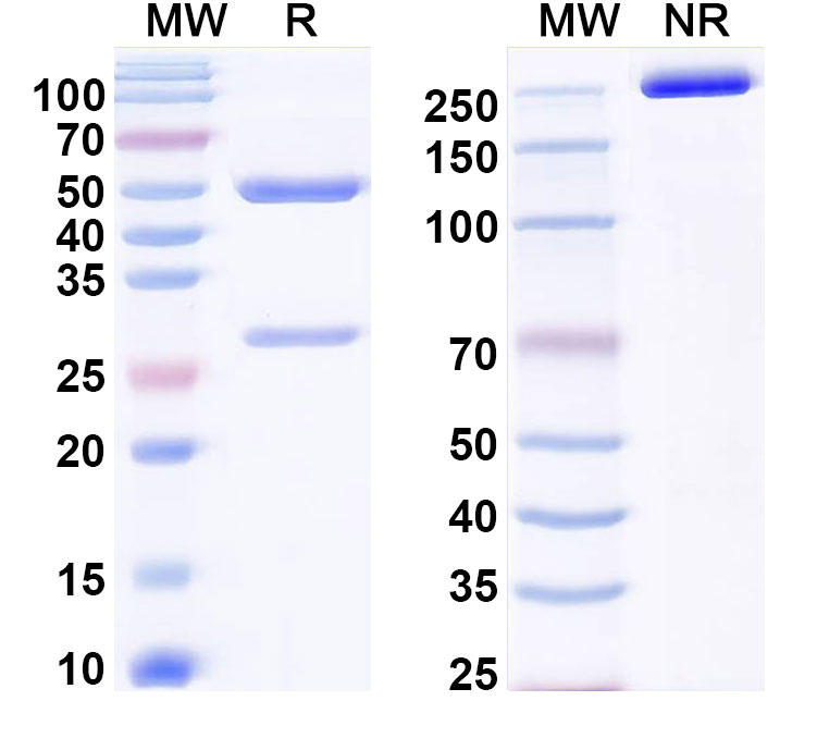 SDS-PAGE for InVivoMAb Anti-Mouse PD-1 & PD-L1 Bispecific Antibody (Iv0240)