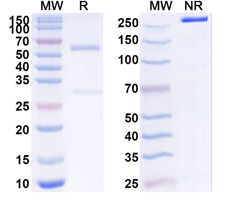 SDS-PAGE for InVivoMAb Anti-Mouse PD-L1 & CD28 Bispecific Antibody (Iv0245)