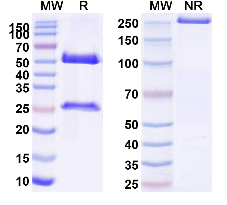 SDS-PAGE for InVivoMAb Anti-Mouse PD-L1 & OX40 Bispecific Antibody (Iv0244)