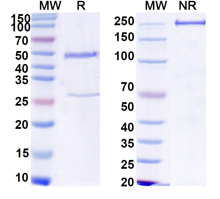 SDS-PAGE for InVivoMAb Anti-Mouse TIGIT Antibody (4D4)