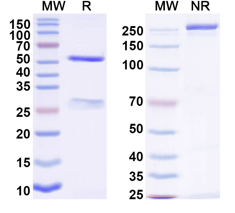 SDS-PAGE for InVivoMAb Anti-Nipah virus/NiV G protein/Glycoprotein G Antibody (nAH1.3)