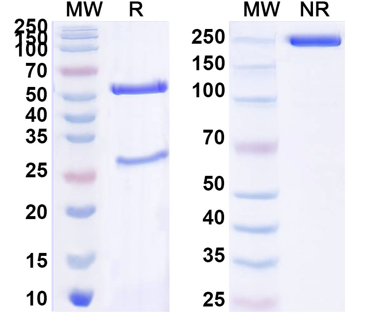 SDS-PAGE for InVivoMAb Anti-PCV2 Cap/Capsid protein Antibody (3G4)