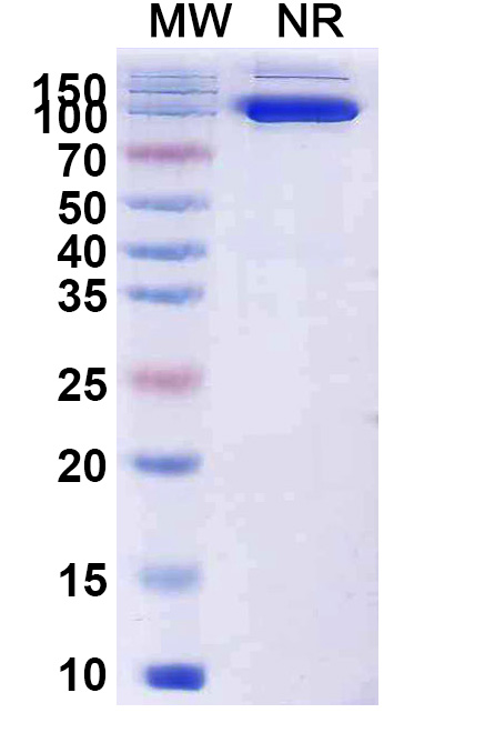 SDS-PAGE for InVivoMAb Anti-Poliovirus Capsid protein VP1 (19B)