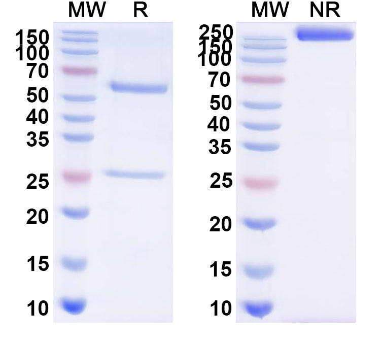 SDS-PAGE for InVivoMAb Anti-Pseudorabies Virus/PRV gB/Envelope glycoprotein B Antibody (7B11)