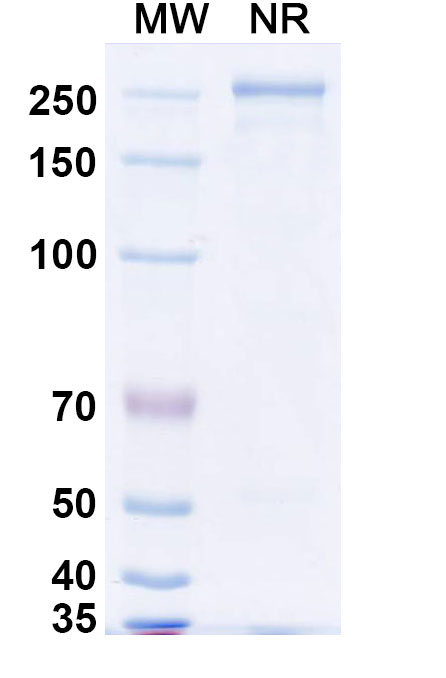 SDS-PAGE for InVivoMAb Anti-Pseudorabies Virus/PRV gB/Envelope glycoprotein B/UL27 Antibody (1H1)