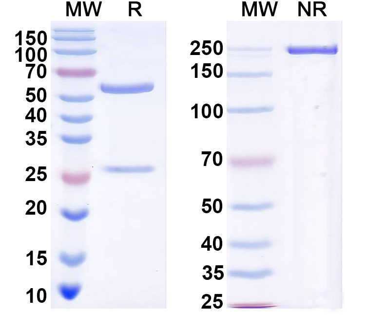 SDS-PAGE for InVivoMAb Anti-Rotavirus A VP4/Outer capsid protein VP4 Antibody (Iv0200)
