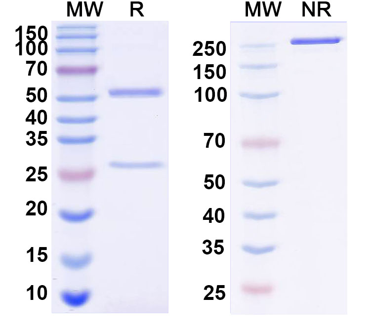 SDS-PAGE for InVivoMAb Anti-SARS-CoV-2 RBD Antibody (C121)
