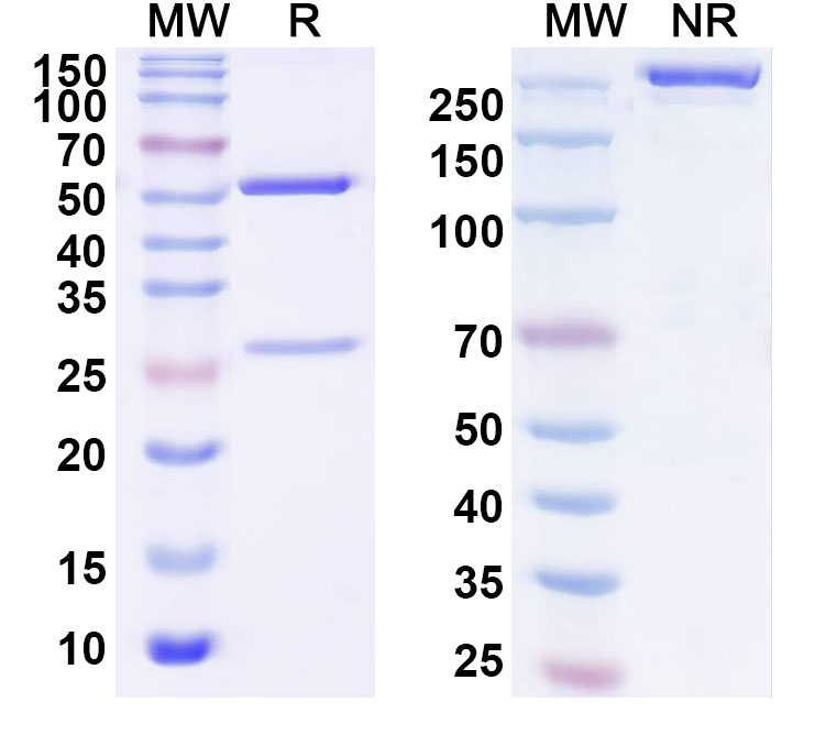 SDS-PAGE for InVivoMAb Anti-SARS-CoV-2 RBD Antibody (PR961)