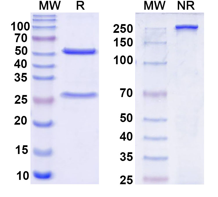 SDS-PAGE for InVivoMAb Anti-SARS-CoV-2 RBD Antibody (S309)
