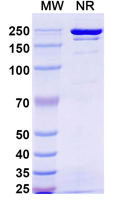 SDS-PAGE for InVivoMAb Anti-SARS-CoV-2 RBD (JN.1) Neutralizing Antibody (Iv0221)