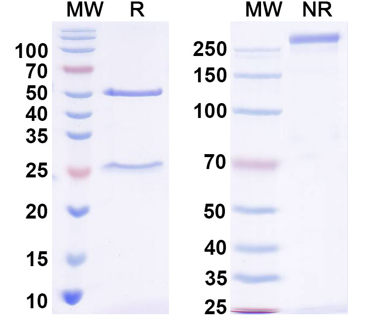 SDS-PAGE for InVivoMAb Anti-SARS-CoV-2 S2 Protein Antibody (S2P6)