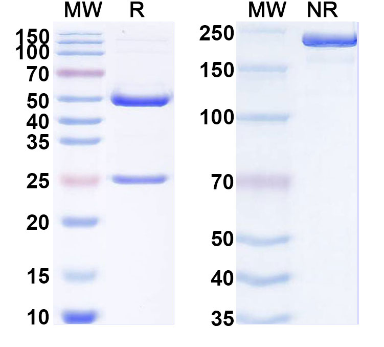 SDS-PAGE for InVivoMAb Anti-SARS-CoV-2 S2/Spike glycoprotein 2 Antibody (18H2)