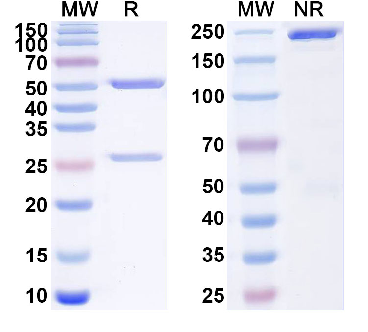 SDS-PAGE for InVivoMAb Anti-SARS-CoV-2 S2/Spike protein S2' Antibody (D31)