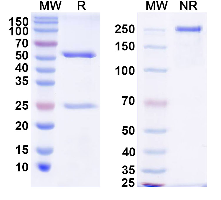 SDS-PAGE for InVivoMAb Anti-Staphylococcus aureus Alpha-toxin/hly Antibody (Iv0192)
