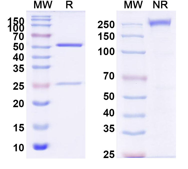 SDS-PAGE for InVivoMAb Anti-VZV/HHV3 gH/gL Complexes (Iv0041)