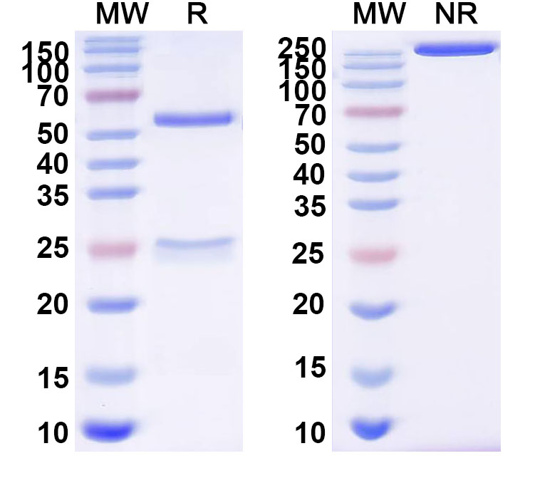SDS-PAGE for InVivoMAb Anti-ZEBOV GP/Envelope glycoprotein Antibody (6D8)