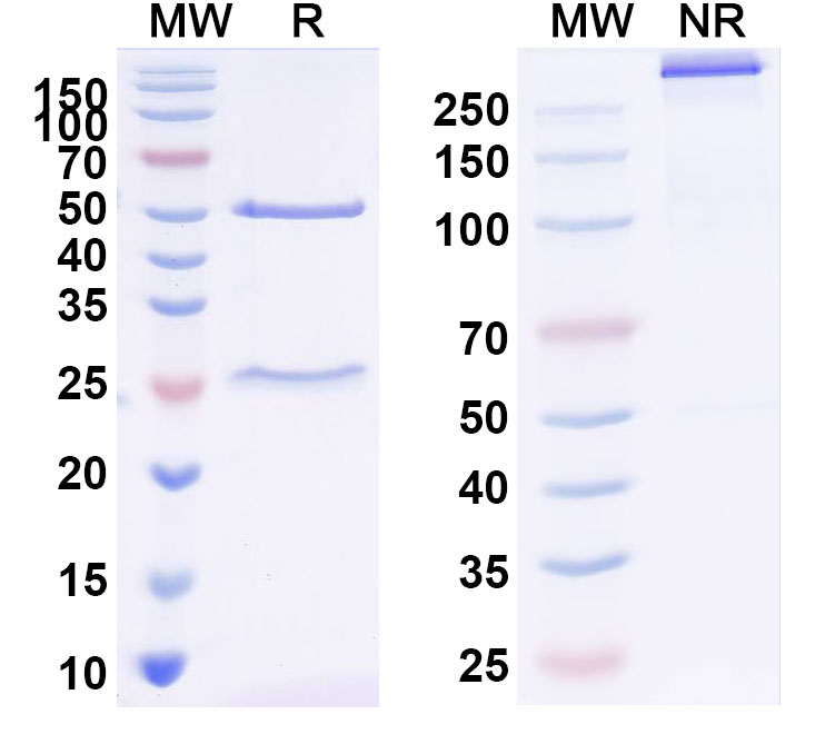 SDS-PAGE for InVivoMAb Anti-ZEBOV GP/Envelope glycoprotein Antibody (Iv0195)
