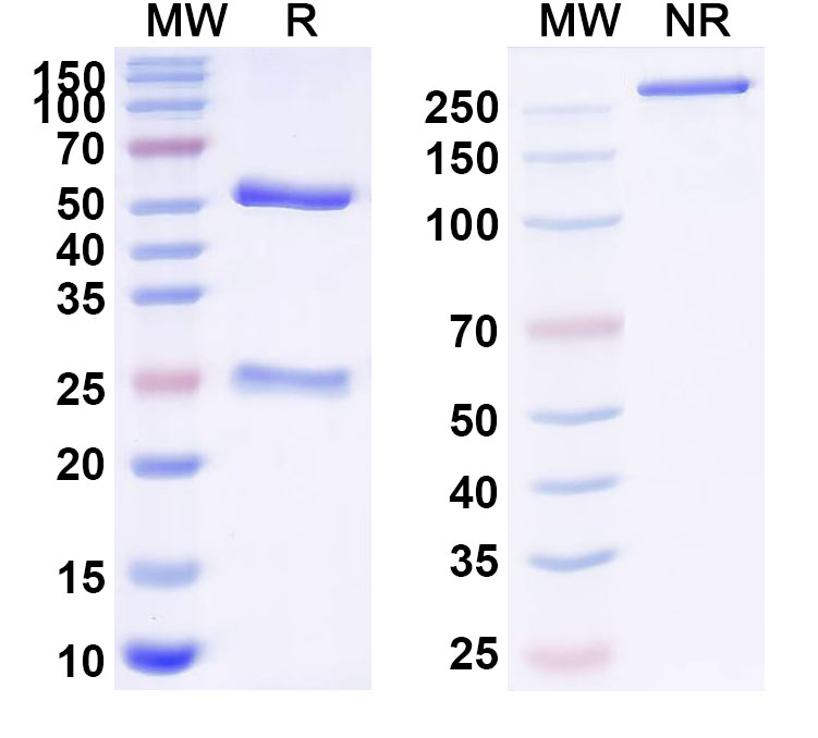 SDS-PAGE for InVivoMAb Anti-ZEBOV GP/Envelope glycoprotein Antibody (Iv0196)
