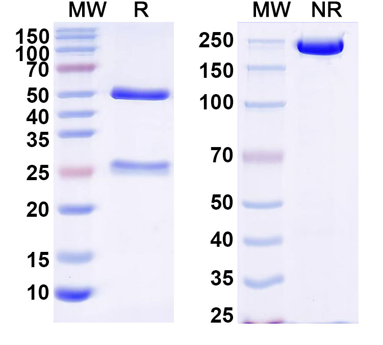 SDS-PAGE for InVivoMAb Anti-ZEBOV GP/Envelope glycoprotein Antibody (Iv0197)