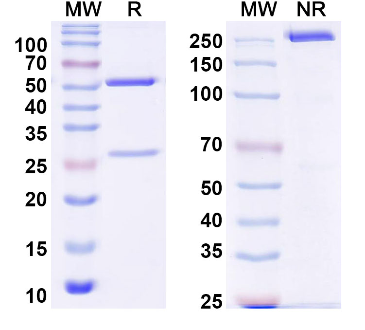 SDS-PAGE for InVivoMAb Anti-ZIKV Envelope protein E Antibody (Z23)