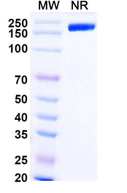 SDS-PAGE for Iratumumab Biosimilar - Anti-TNFRSF8; CD30 mAb - Research Grade