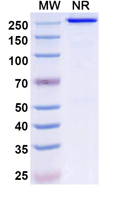 SDS-PAGE for Ispectamab Biosimilar - Anti-TNFRSF17 mAb - Research Grade