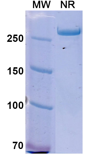 SDS-PAGE for Istiratumab Biosimilar - Anti-CD221;IGF1R and ERBB3;HER3 mAb - Research Grade