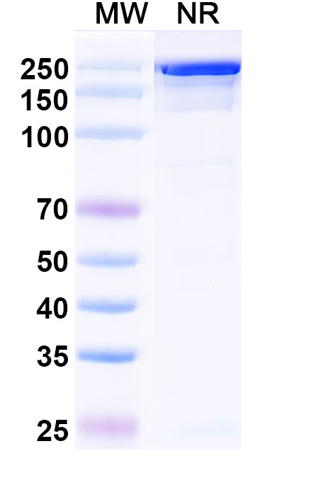 SDS-PAGE for Research Grade Izastobart