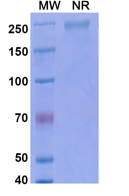 SDS-PAGE for Keliximab Biosimilar - Anti-CD4 mAb - Research Grade