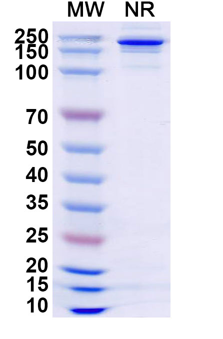 SDS-PAGE for Research Grade Lafuvitug