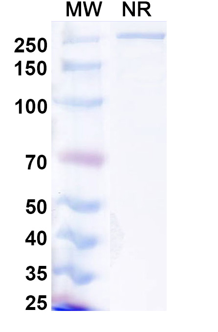 SDS-PAGE for Lanerkitug Biosimilar - Research Grade