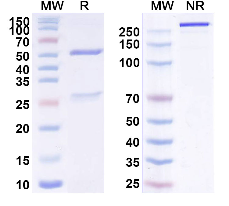 SDS-PAGE for Latarcibart Biosimilar - Research Grade